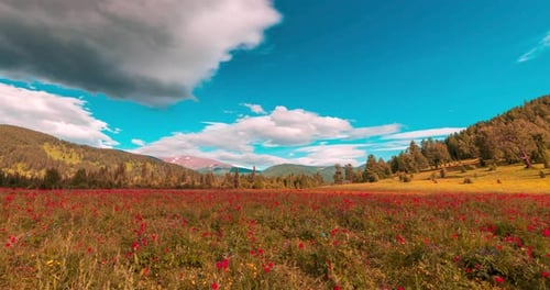 Mountain Meadow Timelapse at the Summer or Autumn Time
