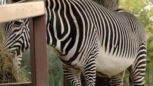 Striped Zebras Eating Hay in Nature