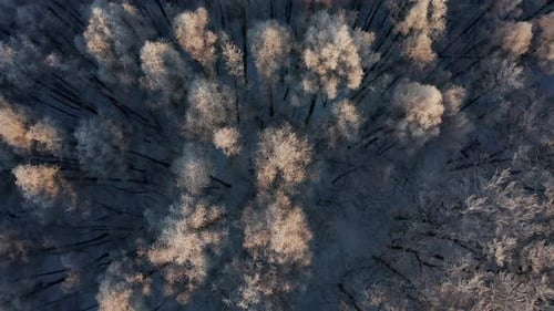 Top View of a Dense Coniferous Forest with Snowcovered Fir Trees in Winter