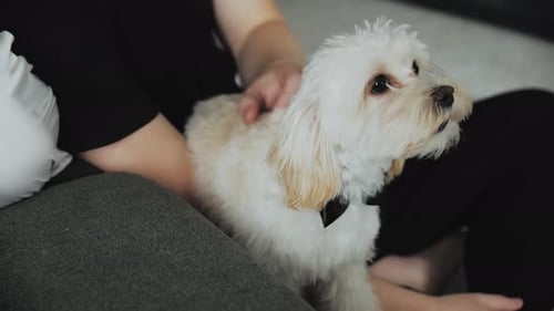 Woman Pets Small White Dog Sitting in Her Lap