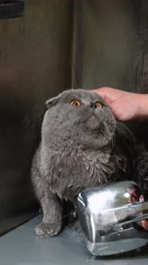 Gray Cat Resists a Bath in Indoor Setting