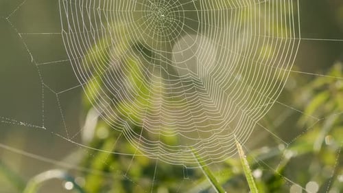 Spinnennetz voller morgendlicher Tauwassertropfen im Sonnenaufgangslicht