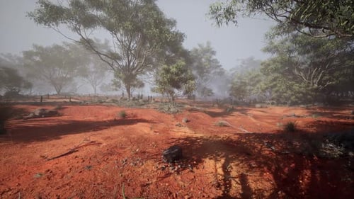 Misty Morning in the Australian Outback with Sunlit Trees and Red Soil
