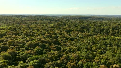 Aerial Slow Motion View of Lush Dense Jungle Treetops and Blue Skyline Horizon