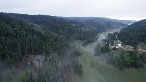 Lush Valley with Green Trees and Fog