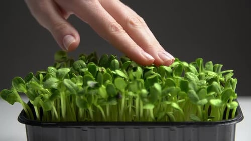 Hand Gently Touching Fresh, Green Microgreens
