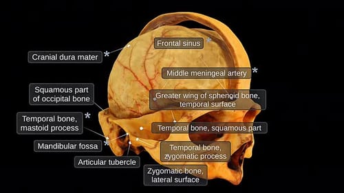 Vista lateral do crânio humano e das meninges
