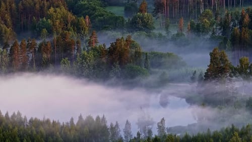 Serene, misty forest landscape early morning fog covered lush green pine forest