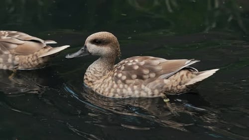 Sarcelle exotique annelée reposant sur un étang. Oiseaux tropicaux rares dans leur habitat naturel