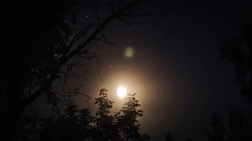Full Moon Shines Through Silhouetted Branches at Night