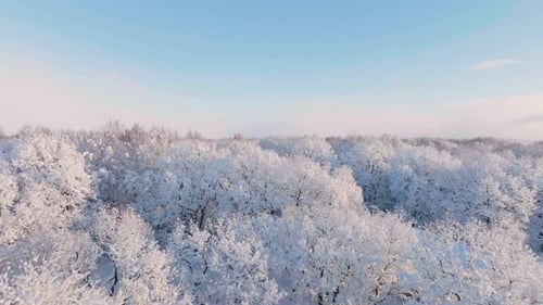 Serene Aerial View of Snow Covered Forest in Winter Morning