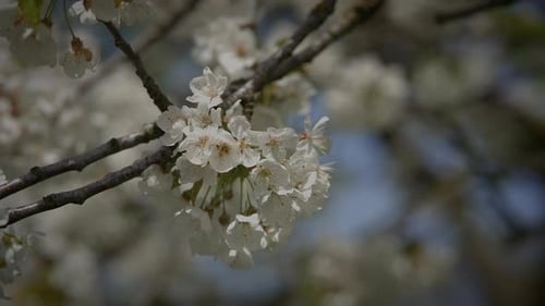 Beautiful White Blossoms on a Tree Branch in Spring Showing Natures Delicate Beauty in Full Bloom