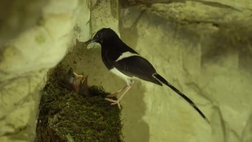 À couronne blanche avec des petits, une fourche typique, avec un plumage en forme de piebald et une longue queue.