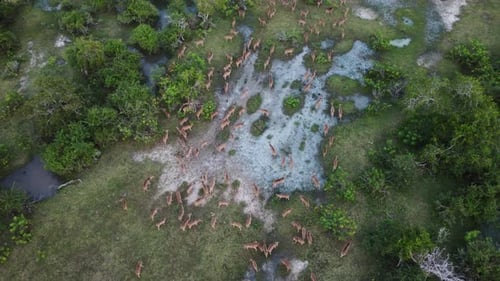 deer aerial view