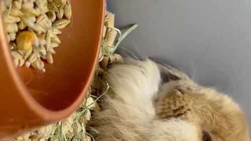 Cute Rabbit Resting in Enclosure
