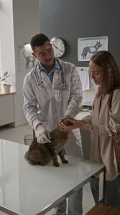 Veterinarian Speaking with Pet Owner while Examining Cat in Clinic