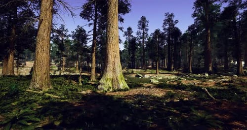 Lush Green Forest Landscape with Tall Pine Trees and Clear Blue Sky