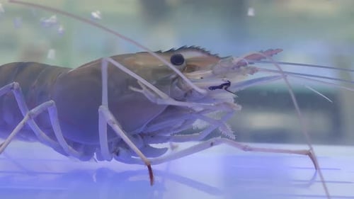 Close-up view of a fresh shrimp showcasing its intricate features, ideal for culinary