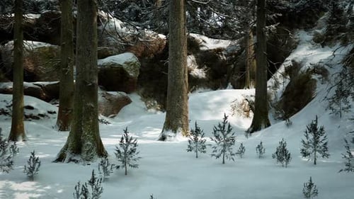 Tranquil Winter Forest with Snow Covered Trees and a Peaceful Landscape