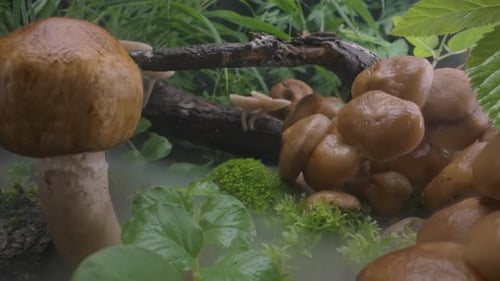 Mushrooms Family Grow on Moss After Rain Fungi in Fog Forest Misty Background