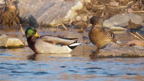 A Pair Of Mallard Ducks Preening Their Feathers In A Pond. Close Up