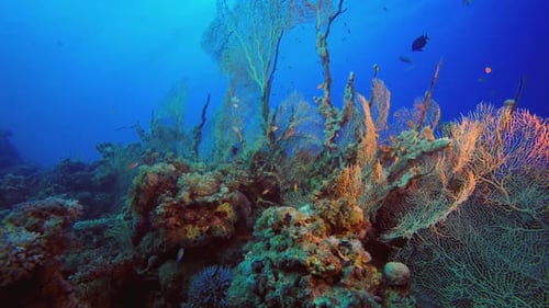 Reef Coral Garden Underwater Life