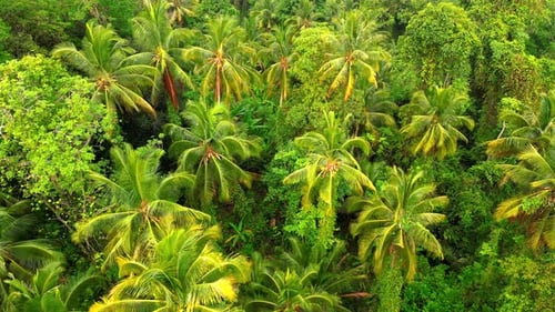 Aerial View of a Dense Tropical Rainforest in Thailand