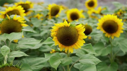 Intimate View Of Blooming Sunflowers