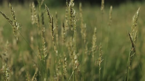 Close Up of a Flower of Grass Blowing Against the Wind at a Beautiful Sunrise Slow Motion Summer