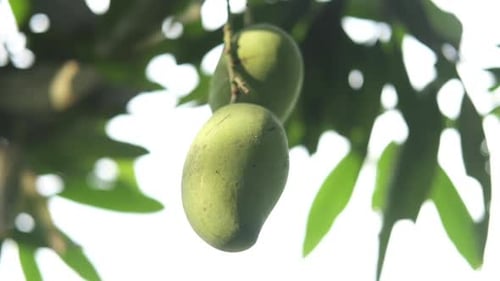 Fresh Green Mango in a Garden