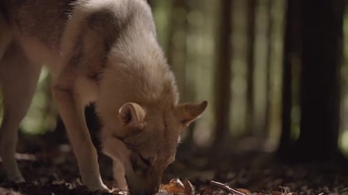 A wolfhound sniffs in the forest