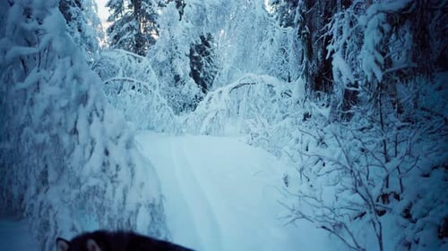 Winterly Forest Park Covered In Thick Fresh Snow. Handheld Shot