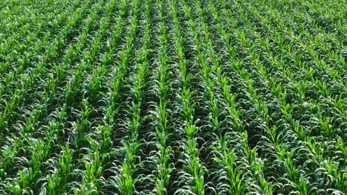 Green Corn Field Rural