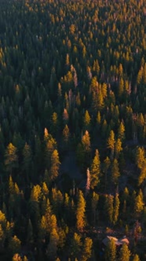 Survoler une forêt de pins sous les rayons d'un soleil éclatant.