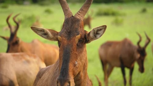 Close up of Red Hartebeest ruminating. Handheld, shallow focus