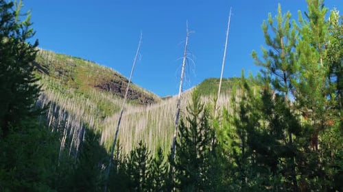 Closed shot of the hills and the coniferous forest in the Logan Pass Highline Trail.