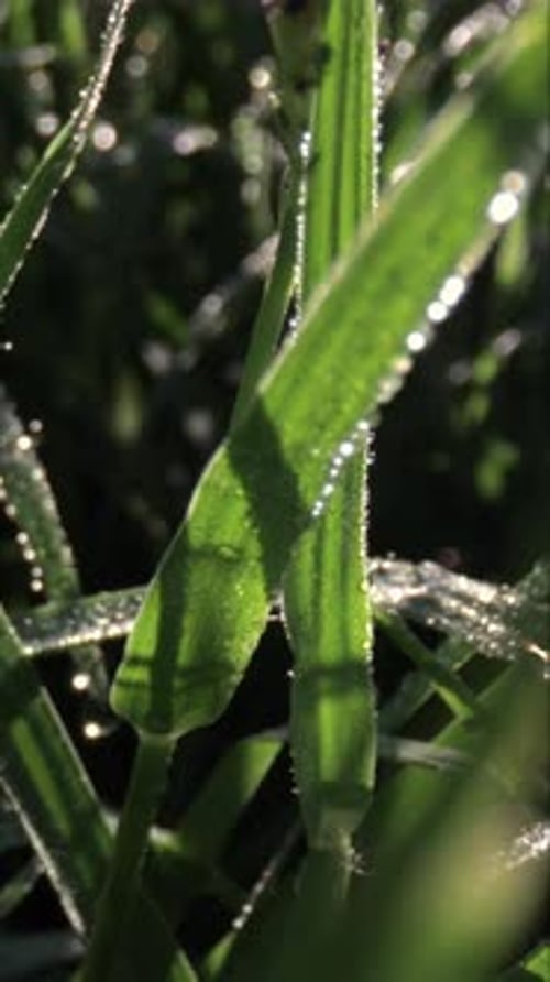 Sunlight Shinning on Dew Drops on Wet Morning Green Grass in Vertical