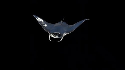 Mantarochenschwimmen