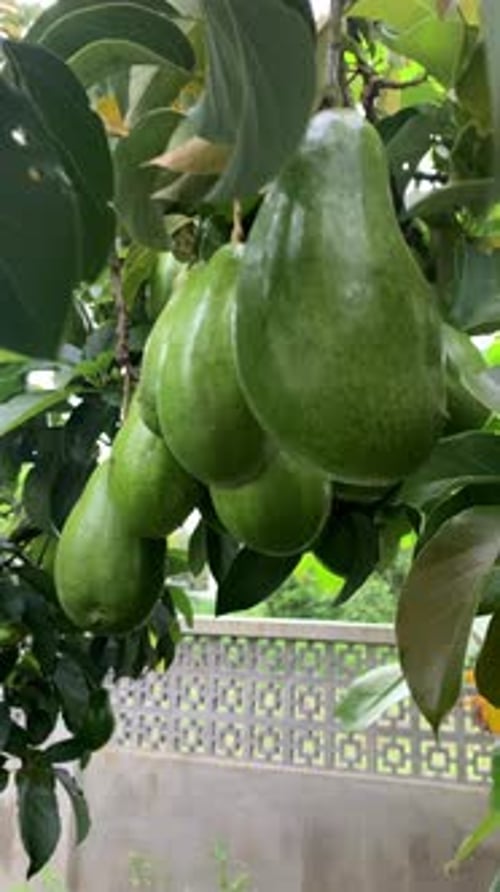 Close-up of Avacado Rippening on Tree. Vertical footage