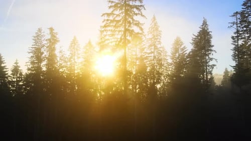 Pins noirs dans une forêt d'épinettes brumeuse avec des rayons du soleil qui brillent à travers les branches en automne