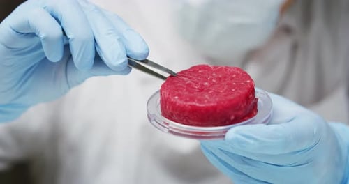 Slow motion close up of a scientist is inspecting and analyzing with tweezers the cultured artific