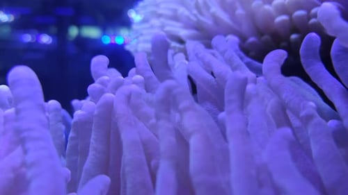 Coral and marine life are bred in aquarium tanks. Blue LED light from above for lighting. Slow water