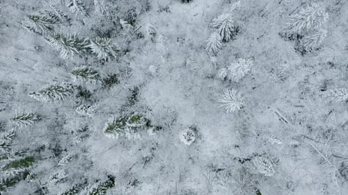 Top view of snow-covered winter forest