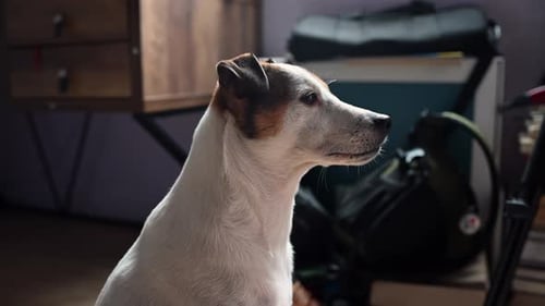 Close Up Portrait of Attentive Terrier Dog