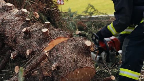 The Urban Worker is Cutting the Tree with a Chainsaw in European City Street Budapest Hungary
