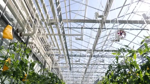 Tomato Plants Growing Inside a Greenhouse on a Sunny Day