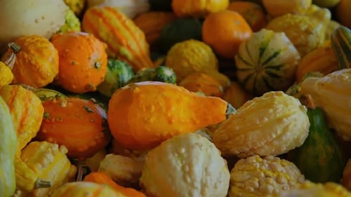 Pumpkin Harvest of Various Pumpkins Shapes and Sizes on the Farm Counter Move Shot Footage