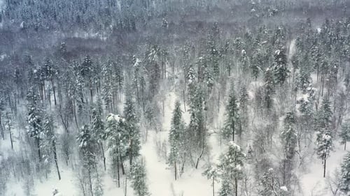 Beautiful snow scene forest in winter. Flying over of pine trees covered with snow.