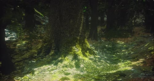 Sunlight Filtering Through Trees in a Lush Forest Showcasing Natures Beauty