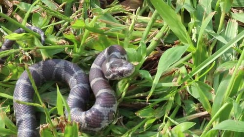 vue rapprochée statique d'un petit serpent dans l'herbe enroulée regardant son agresseur